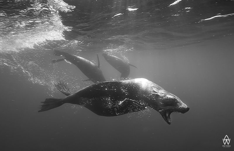 "The Stand"

A Cape Fur Seal barks at me, showing his a... by Allen Walker 