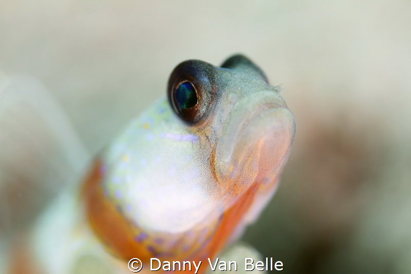Gobie - Danny Van Belle by Danny Van Belle 