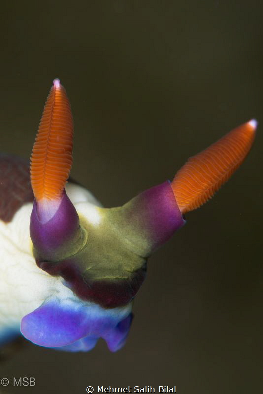 Close-up. by Mehmet Salih Bilal 