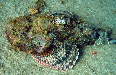 Sponge and fish. by Yamil Merced 