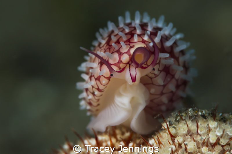 The pink hedgehog by Tracey Jennings 