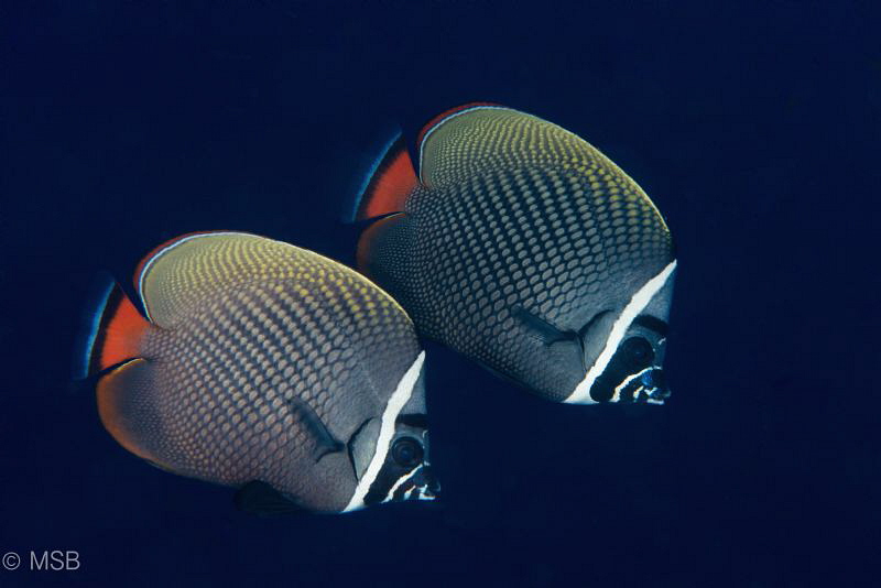 Lovely couple. Similan islands. by Mehmet Salih Bilal 