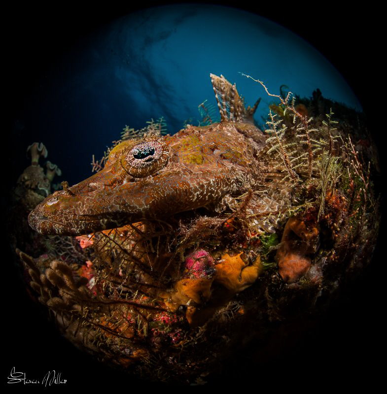 8mm no crop. Flathead Crocodilefish color up when they la... by Steven Miller 