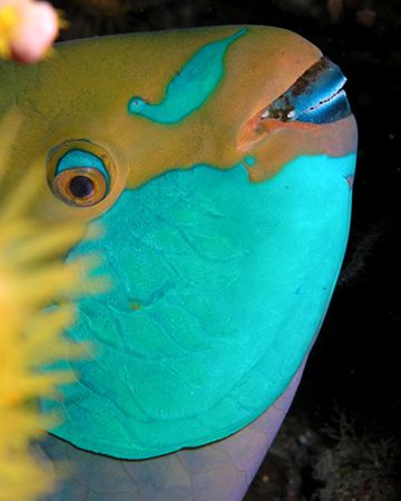 Night dives at K41 dive site are often rewarded with glim... by Nick Hobgood 