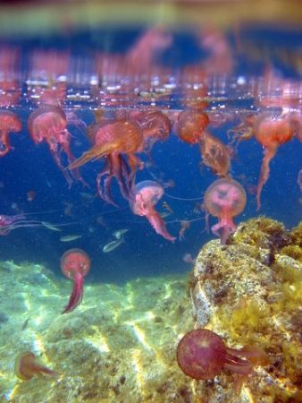 Taken In shallow Waters with my canon a40. They might hur... by Christopher Cocks 