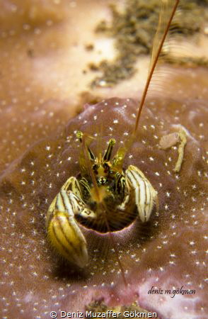 Crab Coral Hermit Crab, Paguritta sp by Deniz Muzaffer Gökmen 
