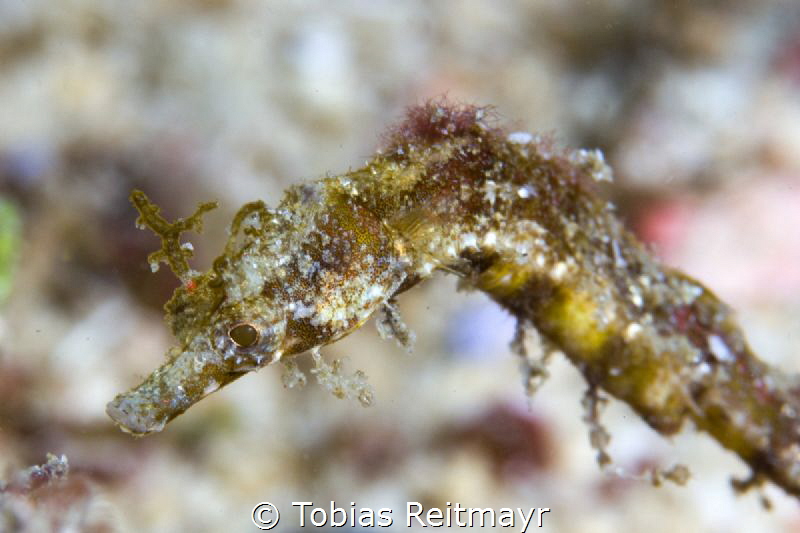 Pipehorse, Giant Clam, Puerto Galera by Tobias Reitmayr 