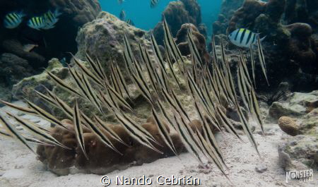 Razor fish dance. 
The beauty of the synchro movement of... by Nando Cebrián 
