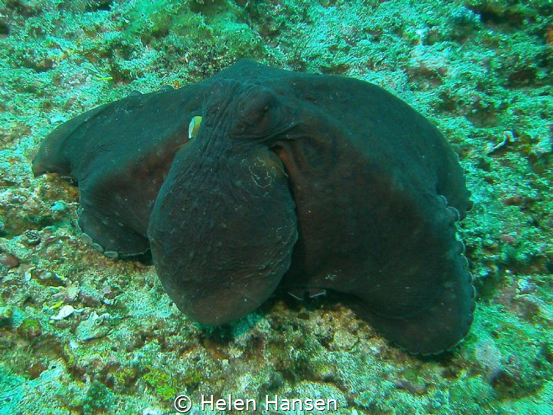 Common Octopus by Helen Hansen 