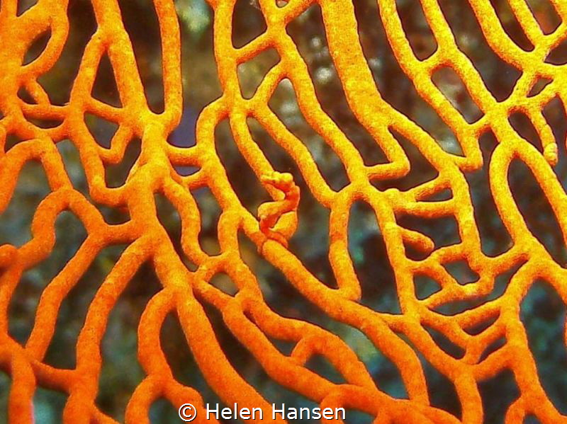 Pigami Sea horse by Helen Hansen 