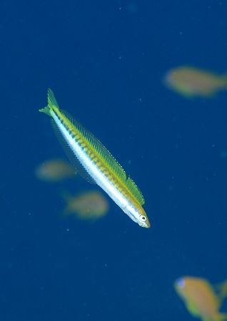 Scale-eating sabretooth blenny at Sharks Observatory, Ras... by Nikki Van Veelen 