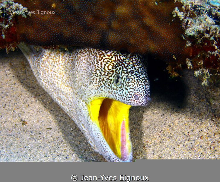 Eeel......under a car trye!! Pointe Aux Piments,Republic ... by Jean-Yves Bignoux 