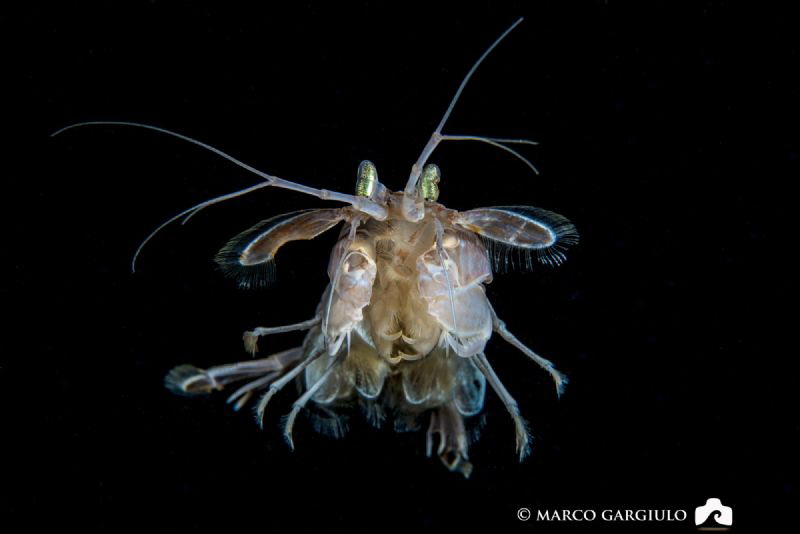 Squilla mantis #5 by Marco Gargiulo 