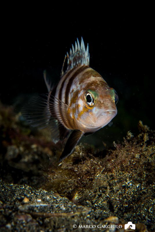 Serranus hepatus by Marco Gargiulo 