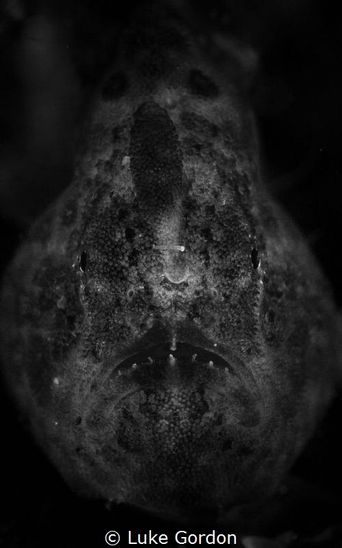 A tiny juvenile Giant Frogfish plays model by Luke Gordon 