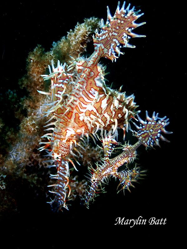 A beautiful pair of Ghost Pipe fish, Zumbaguita, Philippi... by Marylin Batt 