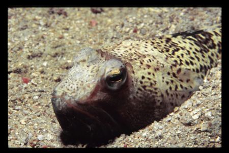 This picture is taken at a divesite near Biograd na Moru ... by Andy Kutsch 