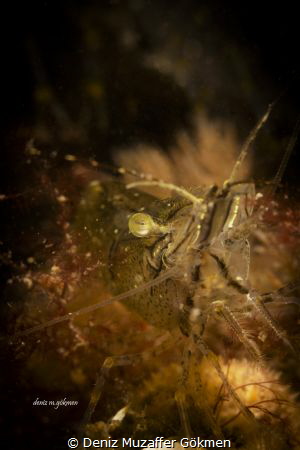 shrimp with a red light by Deniz Muzaffer Gökmen 