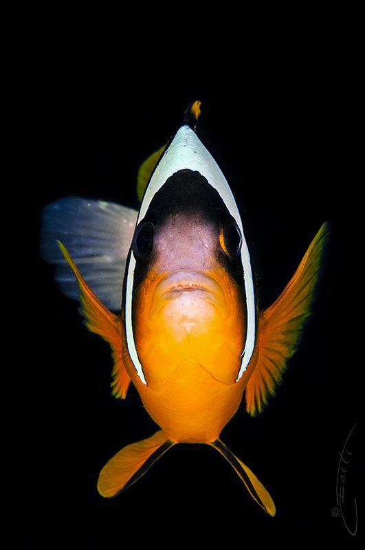 ~ Where is Nemo? ~ by Geo Cloete 