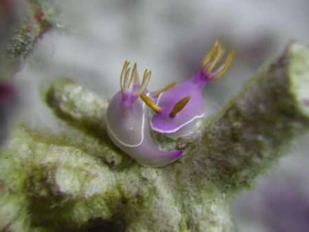 Chromodoris mating by Siew Ling Chang 
