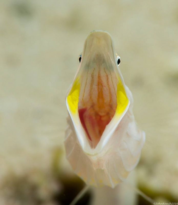 Open wide wider widest ...Yellowface pike-blenny
Chaenop... by John Roach 