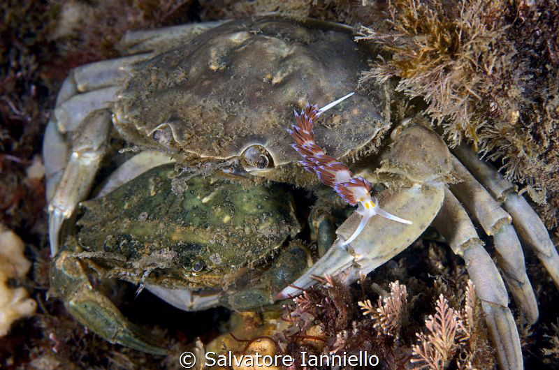 Intruder by Salvatore Ianniello 
