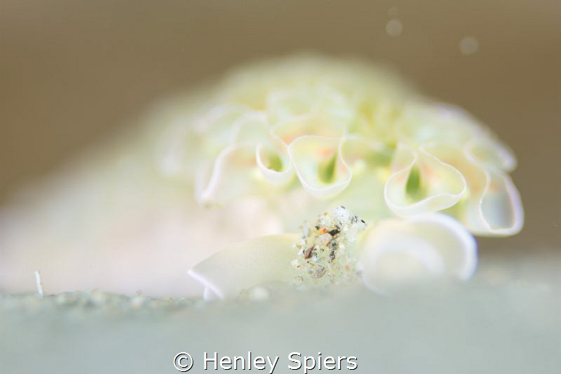 A dreamy looking Lettuce Sea Slug plows its way through t... by Henley Spiers 