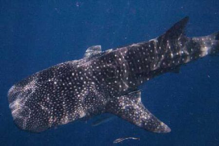 junior whaleshark Hin Talae march 06 by Charles Shaw 