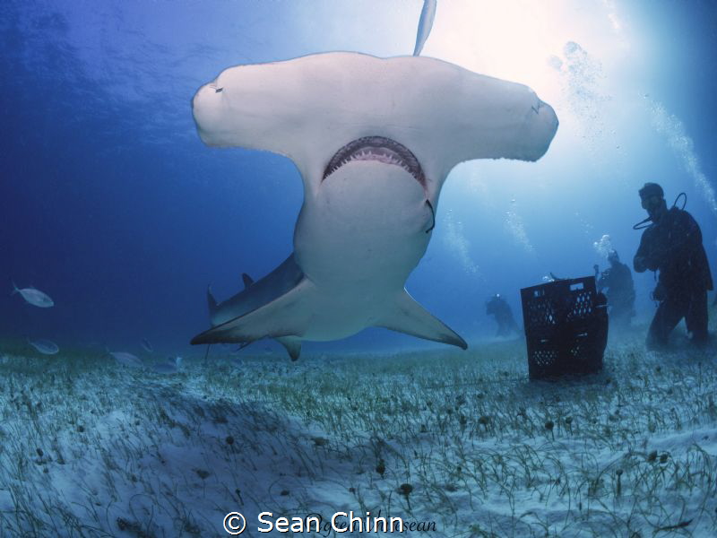 Look at the beautiful shape of my head. :). by Sean Chinn 
