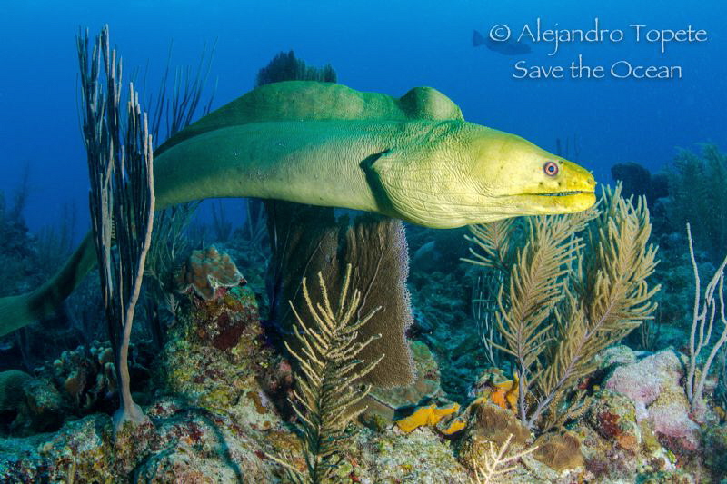 Hunting on the Reef, San Pedro Belize by Alejandro Topete 