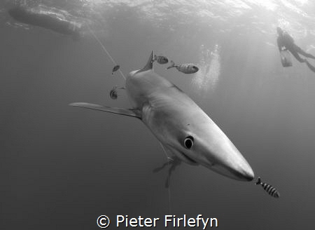 Blue shark by Pieter Firlefyn 