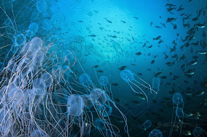 ~ Front Line ~

A Smack of Box Jellyfish amass against ... by Geo Cloete 
