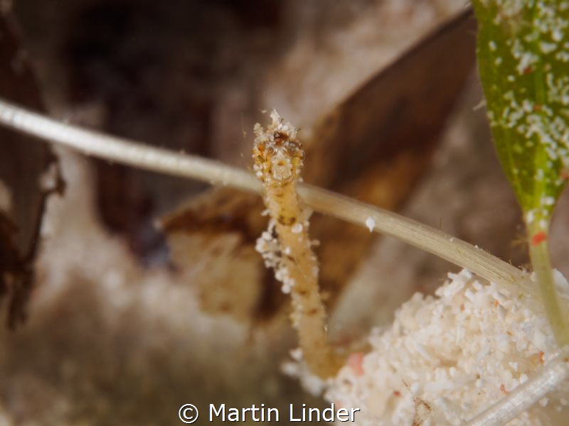 Tiny juvenile seahorse near the Wakatobi islands, Indones... by Martin Linder 