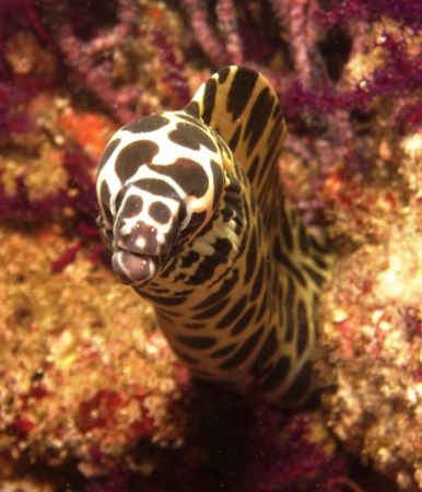 Honeycomb Moray. Musandam, Oman by Nicky Bowker 