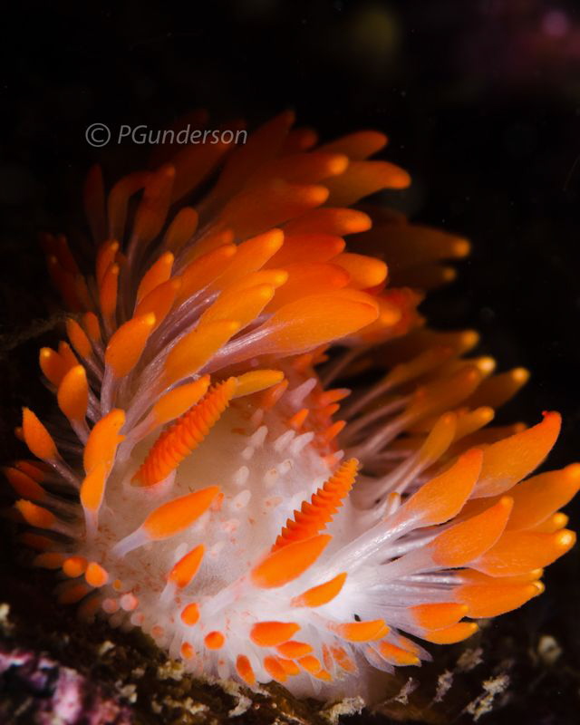 Another Limacia cockerelli by Pat Gunderson 