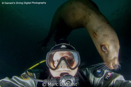 "Photo Bombed" The Stellar Sea Lions of Norris Rocks off ... by Marc Damant 