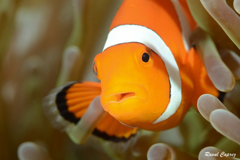 Helloooo !
 by Raoul Caprez 