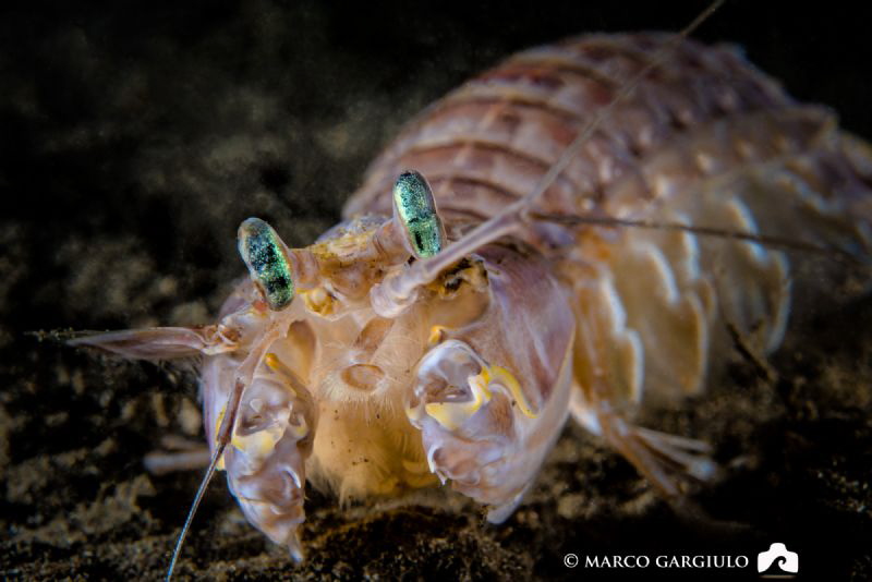 Squilla #6 by Marco Gargiulo 