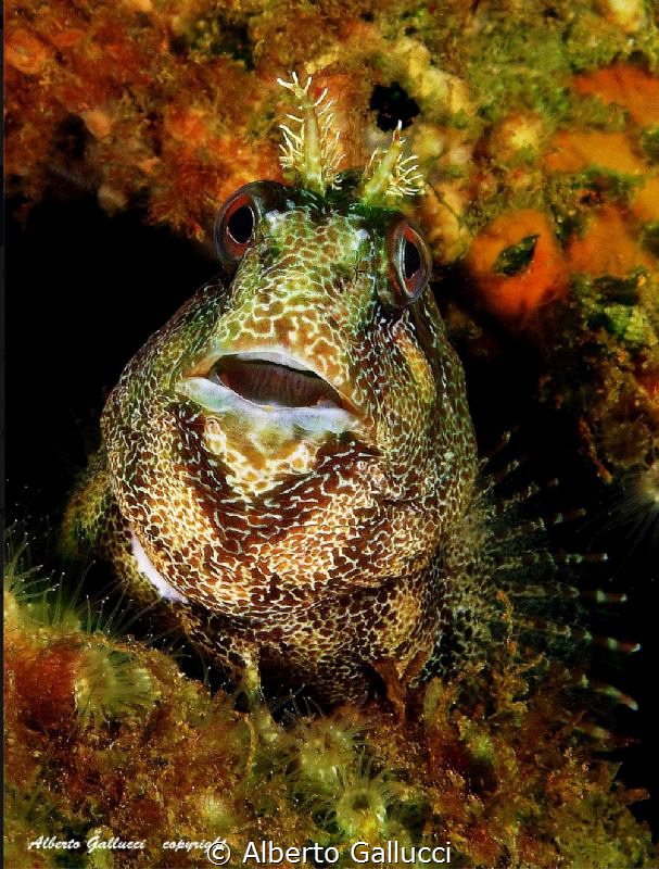 Parablennius gattorugine by Alberto Gallucci 