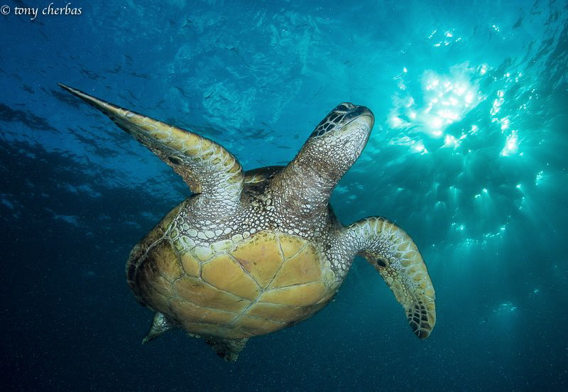 Honu in the Afternoon. Kauai, Hawaii by Tony Cherbas 