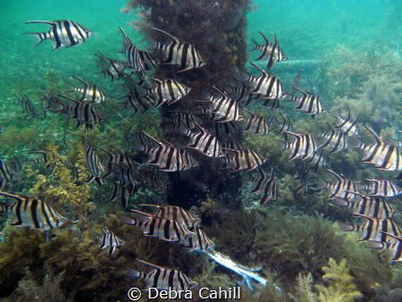 Schooling Old Wives Wool Bay Jetty South Australia by Debra Cahill 