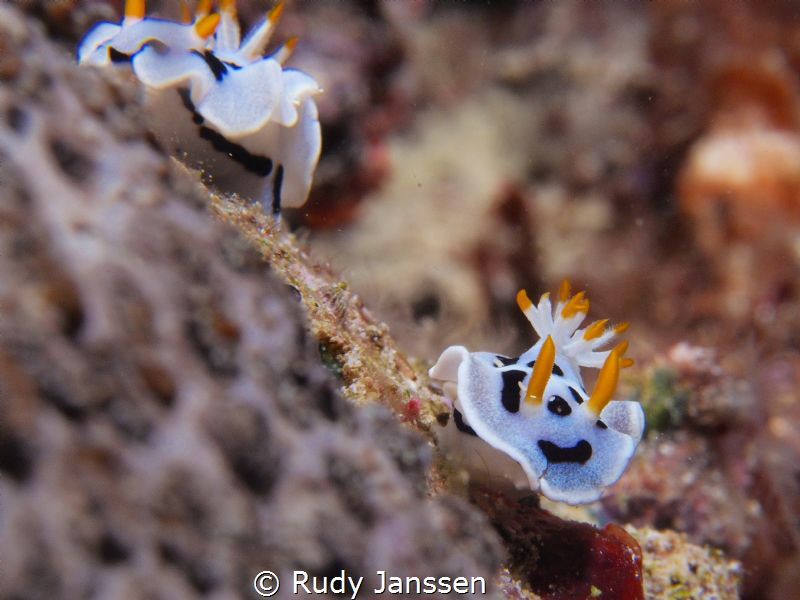 Ambon bay by Rudy Janssen 