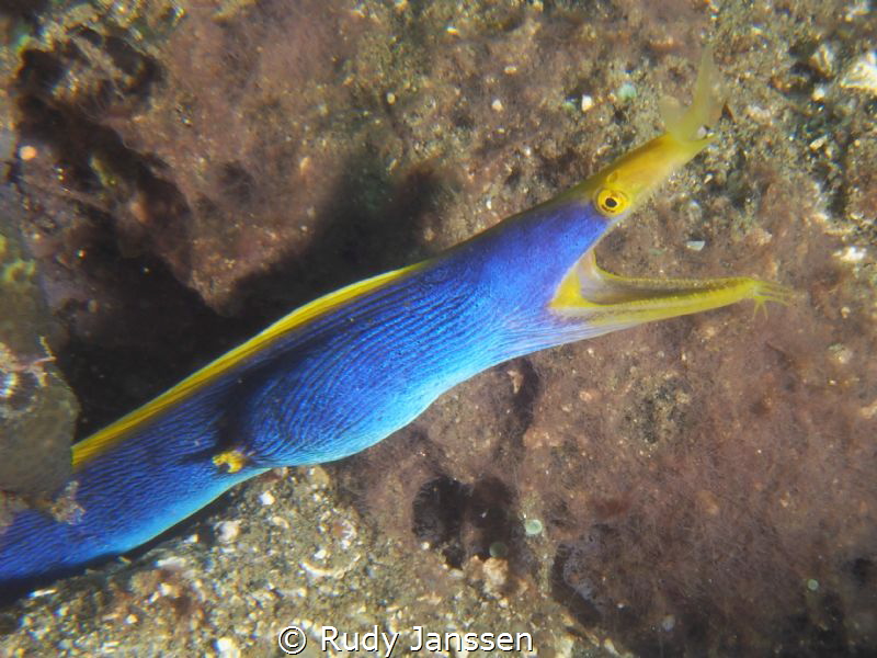 ribbon eel by Rudy Janssen 
