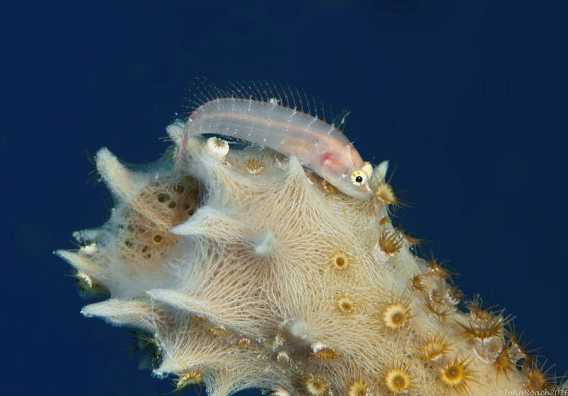 Starksia hassi Ringed Blenny
Bonaire Dutch Antilles 
Th... by John Roach 