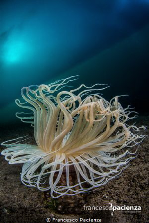 Dancing in the sea by Francesco Pacienza 