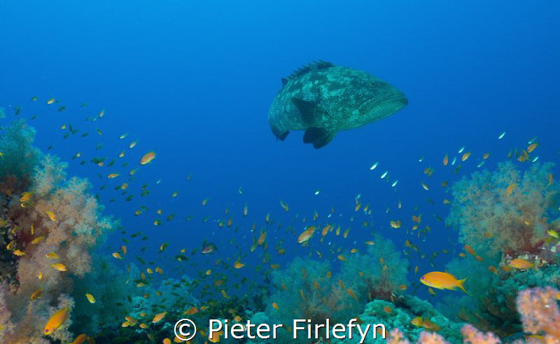 Large grouper with coral and marine life. by Pieter Firlefyn 