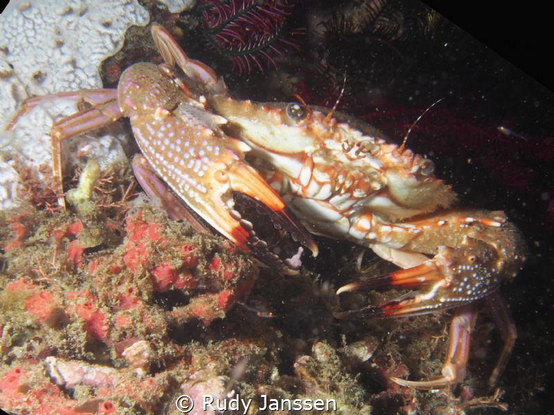 Crab by Rudy Janssen 