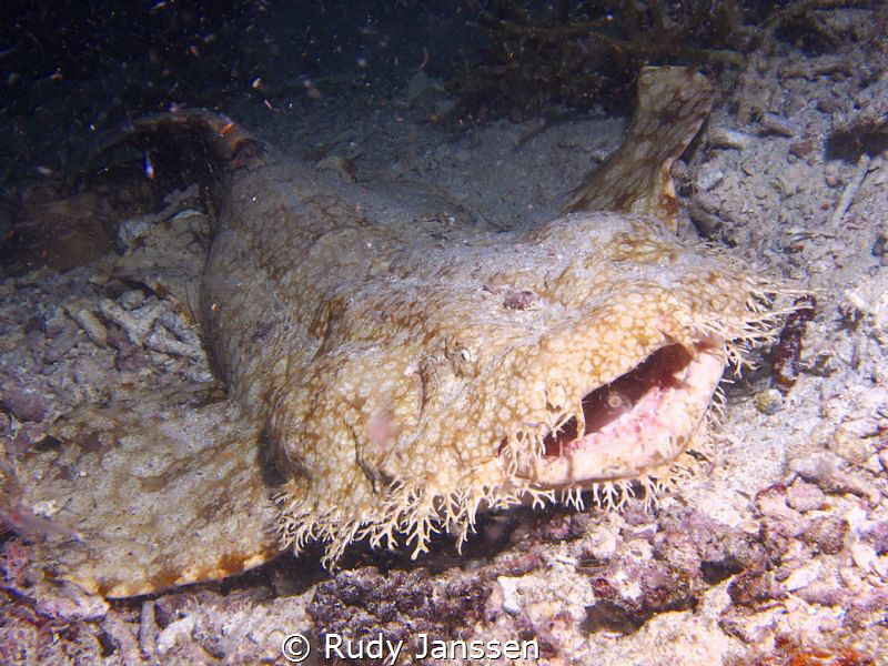 Orectolobus leptolineatus or indonesian wobbegon (night d... by Rudy Janssen 