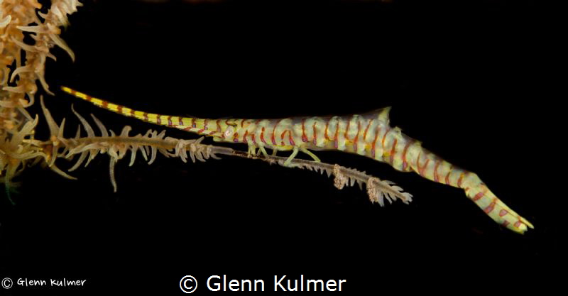Banded Tozeuma Shrimp
Tulamben, Bali
Canon 7D in Nautic... by Glenn Kulmer 