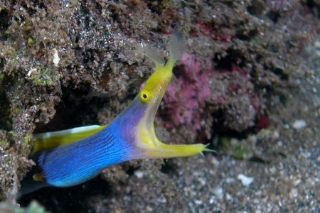 From Manado coast, north Sulawesi. by Ugo Gaggeri 